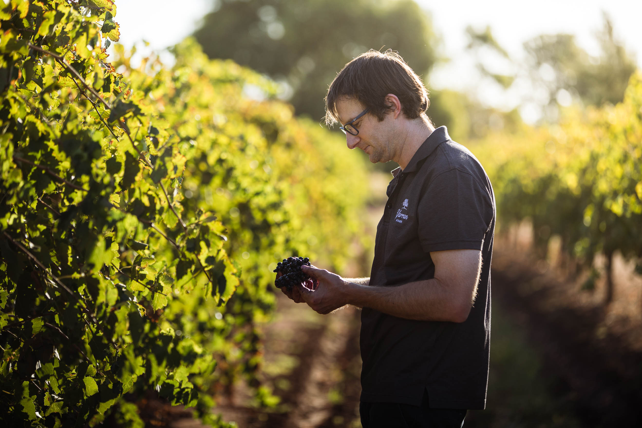 Man at vineyard inspecting grapes